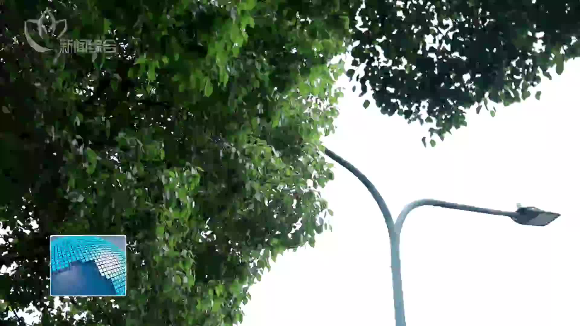 常观